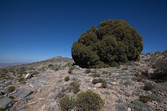 Trekking en Oman - novembre 2014