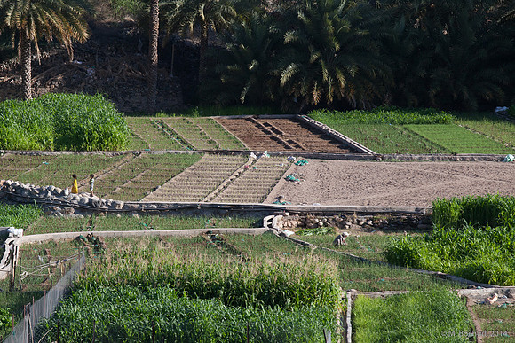 Trekking en Oman - novembre 2014