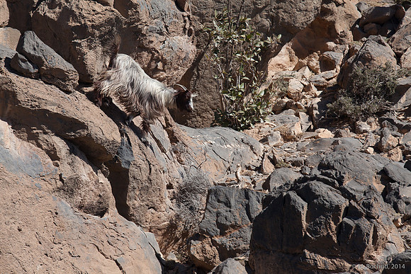 Trekking en Oman - novembre 2014