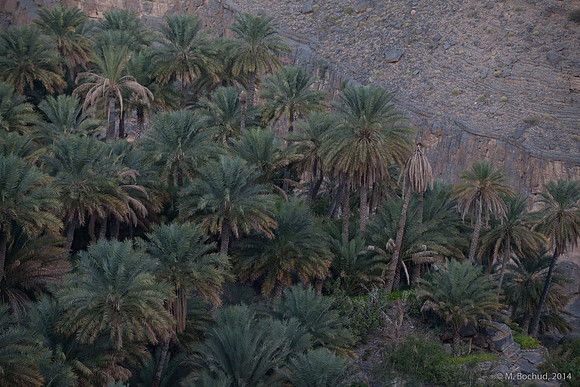 Trekking en Oman - novembre 2014