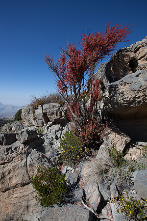 Trekking en Oman - novembre 2014