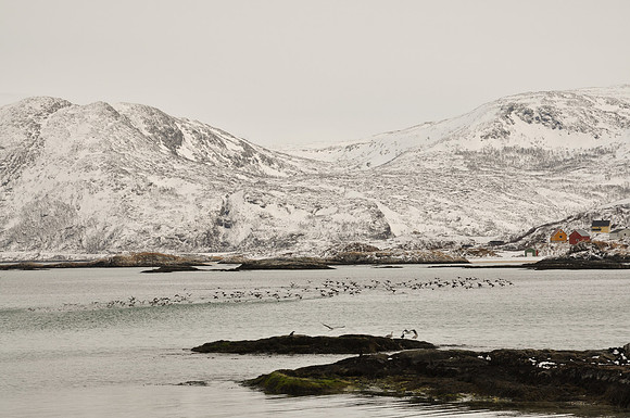 Oiseaux sur la presqu'île de Kvaloya - Presqu'île de Kvaloya - Norway